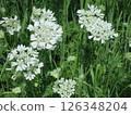 White flower of orrea 126348204