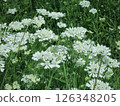 A field of white Orlea flowers 126348205