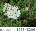 White flower of orrea 126348206