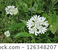 White flower of orrea 126348207