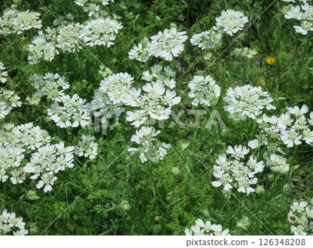 A field of white Orlea flowers 126348208