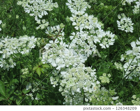 A field of white Orlea flowers 126348209