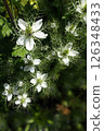 Single white nigella flower blooming in the spring garden in May 126348433