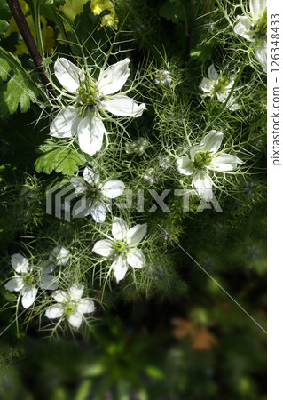 Single white nigella flower blooming in the spring garden in May 126348433