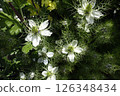 Single white nigella flower blooming in the spring garden in May 126348434