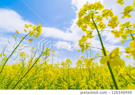 Blue sky seen from the base of rape blossoms Blue sky seen from the base of rape blossoms 126348499
