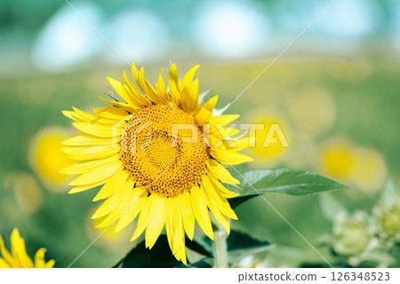 <安曇野> 路邊站阿爾卑斯山的向日葵 安曇野堀金之鄉 <安曇野> 路邊站阿爾卑斯山的向日葵 安曇野堀金之鄉 126348523