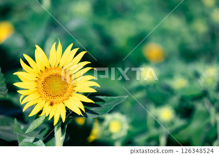 <Azumino> Sunflowers at Roadside Station Alps Azumino Horigane no Sato 126348524