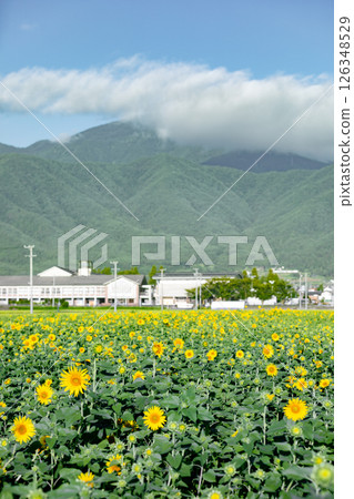 <安曇野> 路邊站阿爾卑斯山的向日葵 安曇野堀金之鄉 <安曇野> 路邊站阿爾卑斯山的向日葵 安曇野堀金之鄉 126348529