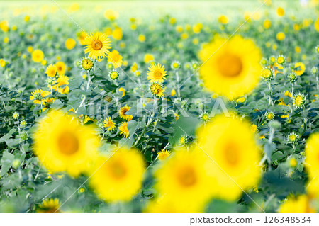 <安曇野> 路邊站阿爾卑斯山的向日葵 安曇野堀金之鄉 <安曇野> 路邊站阿爾卑斯山的向日葵 安曇野堀金之鄉 126348534
