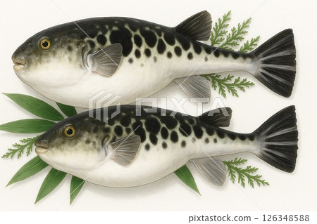 A fish that Japanese people often eat (pufferfish) 126348588