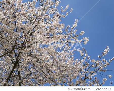 Somei-Yoshino cherry blossoms in full bloom Somei-Yoshino cherry blossoms in full bloom 126348597