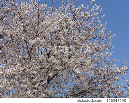 Somei-Yoshino cherry blossoms in full bloom Somei-Yoshino cherry blossoms in full bloom 126348598