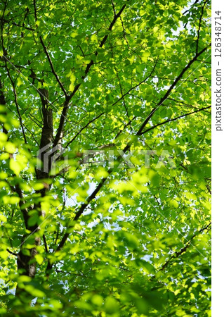 A vibrant forest full of life - Large zelkova trees with fresh green leaves 9 126348714