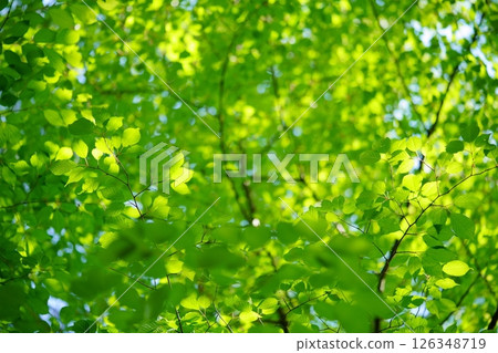 A vibrant forest full of life - 18 large zelkova trees with fresh green leaves 126348719