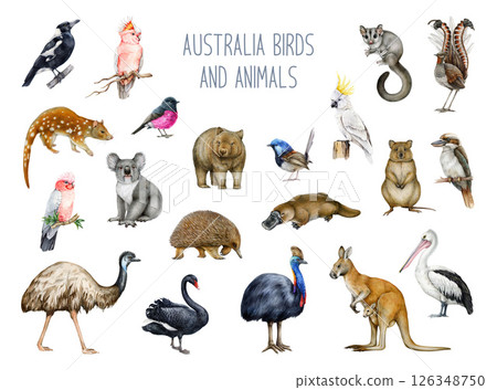 Australia animal and bird watercolor illustration set. Hand drawn kangaroo, koala, kookaburra, echidna, platypus, cassowary, wombat realistic collection. Australia native wildlife painted collection 126348750