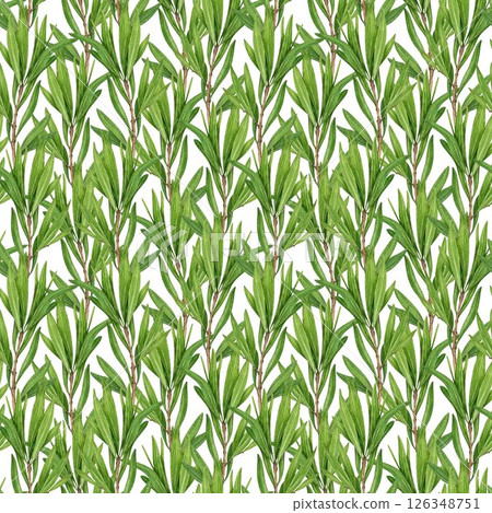 Tea tree seamless pattern watercolor botanical illustration. Melaleuca alternifolia vintage style decor. Tea tree branch pattern on white background. Medicinal aroma scented medicinal plant element 126348751
