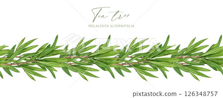 Tea tree plant seamless border watercolor botanical illustration. Melaleuca alternifolia essential herb illustration. Tea tree branch border with green leaves. Medicinal aroma scented plant element Tea tree plant seamless border watercolor botanical illustration. Melaleuca alternifolia essential herb illustration. Tea tree branch border with green leaves. Medicinal aroma scented plant element 126348757