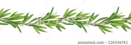 Tea tree medicinal plant seamless border watercolor botanical illustration. Melaleuca alternifolia vintage style decor. Tea tree branch border with green leaves. Medicinal aroma scented plant element 126348761