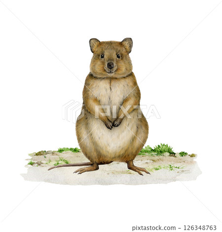 Realistic quokka on grassy ground hand drawn watercolor vintage style illustration. Cute Australian native marsupial mammal. Short tailed scrub wallaby isolated on white background Realistic quokka on grassy ground hand drawn watercolor vintage style illustration. Cute Australian native marsupial mammal. Short tailed scrub wallaby isolated on white background 126348763