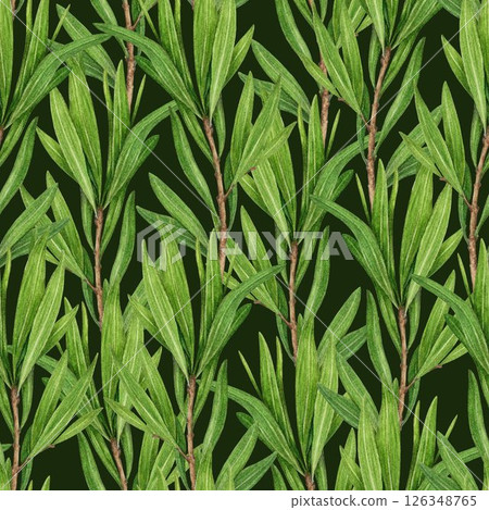 Tea tree branch seamless pattern watercolor illustration. Melaleuca alternifolia vintage style decor element. Tea tree leaves on dark background. Medicinal aroma scented medicinal plant decoration Tea tree branch seamless pattern watercolor illustration. Melaleuca alternifolia vintage style decor element. Tea tree leaves on dark background. Medicinal aroma scented medicinal plant decoration 126348765