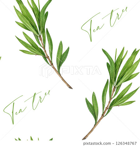 Tea tree branch with leaves seamless pattern. Watercolor illustration. Melaleuca alternifolia vintage style decor element. Tea tree leaves on white background. Medicinal aroma scented medicinal plant. Tea tree branch with leaves seamless pattern. Watercolor illustration. Melaleuca alternifolia vintage style decor element. Tea tree leaves on white background. Medicinal aroma scented medicinal plant. 126348767