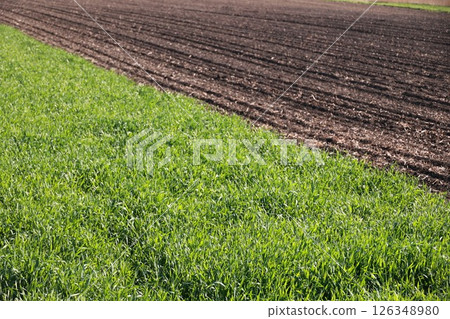 Field of grass and dirt with a green line separating the two Field of grass and dirt with a green line separating the two 126348980