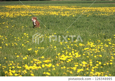 Dog is standing in a field of yellow flowers 126348995