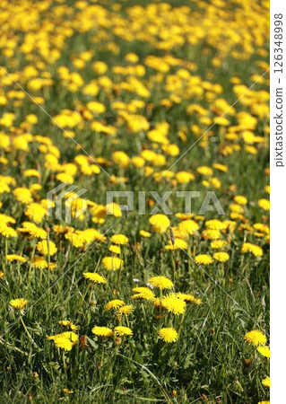 Field of yellow flowers with a bright sun shining on them 126348998