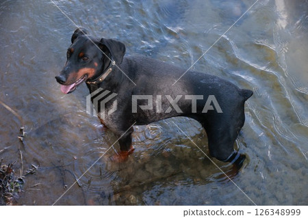 Black dog is standing in a body of water Black dog is standing in a body of water 126348999