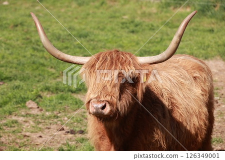 Large brown yak with long horns stands in a grassy field 126349001