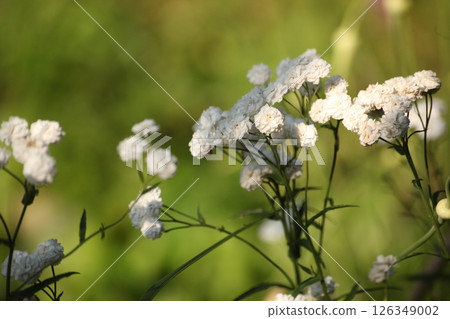 White blooming flowers of double-flowered Achillea ptarmica sneezewort on a green blurred background. Summer meadow close-up with soft sunlight. Natural floral texture and garden scene. 126349002