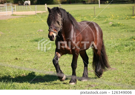 Brown horse is walking in a field 126349006