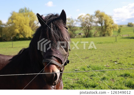 Horse with a black face mask on Horse with a black face mask on 126349012