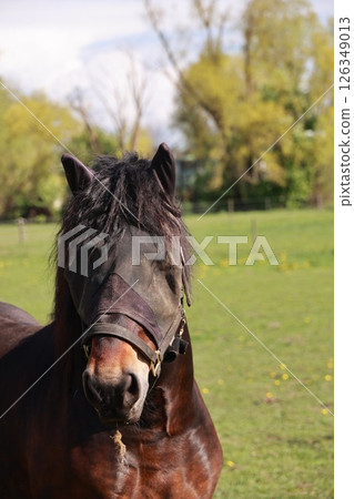 Horse with a brown face and a black mane is standing in a field Horse with a brown face and a black mane is standing in a field 126349013