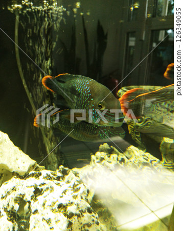 Andinoacara rivulatus funny fish with orange tail swimming in a flock in an aquarium vertical photo 126349055