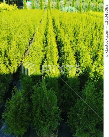 Long rows with thuja seedlings. Nursery with plant seedlings 126349068