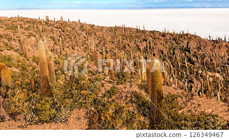 Cacti island Isla Incahuasi in salt flat Salar de Uyuni, Bolivia Cacti island Isla Incahuasi in salt flat Salar de Uyuni, Bolivia 126349467