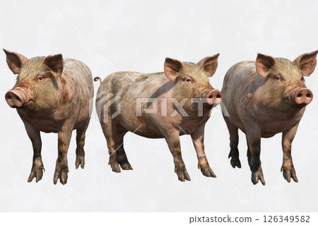 tree dirty pigs on isolated white background. 126349582