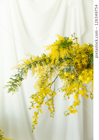 Yellow mimosa decoration 126349754