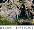 Illuminated cherry blossoms in full bloom in spring 126349801