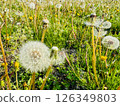 Fluffy dandelions 126349803