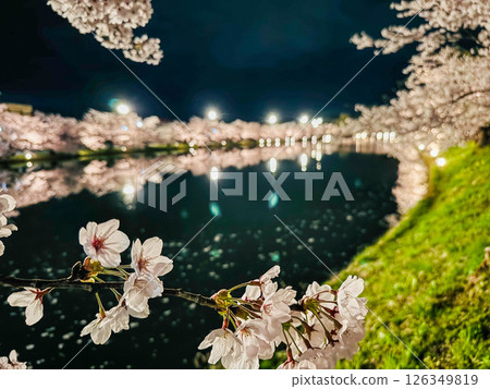 Illuminated cherry blossoms at night Illuminated cherry blossoms at night 126349819