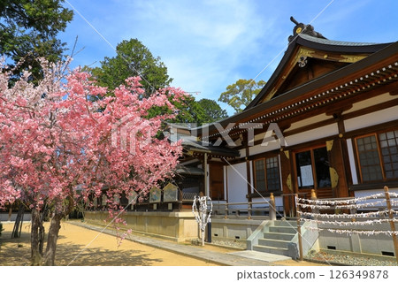 春天的赤穗大石神社 春天的赤穗大石神社 126349878