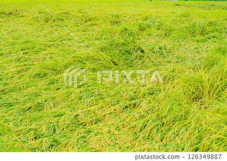 [Agricultural damage] Fallen rice [Nagano Prefecture] 126349887