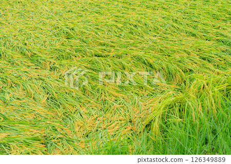 [Agricultural damage] Fallen rice [Nagano Prefecture] 126349889