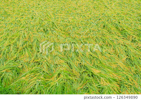 [Agricultural damage] Fallen rice [Nagano Prefecture] 126349890