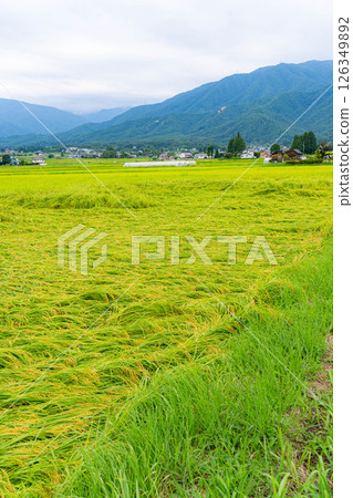[Agricultural damage] Fallen rice [Nagano Prefecture] 126349892