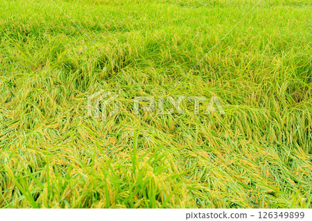 [農業損失] 翻倒的稻米 [長野縣] 126349899