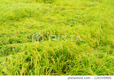 [農業損失] 翻倒的稻米 [長野縣] 126349900